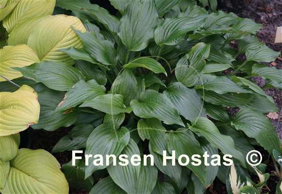 Hosta tibae